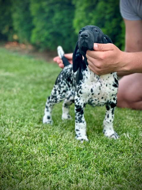 German Shorthaired Pointers, female puppies