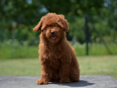 Toy poodle, female puppy