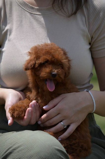 Toy poodle, female puppy