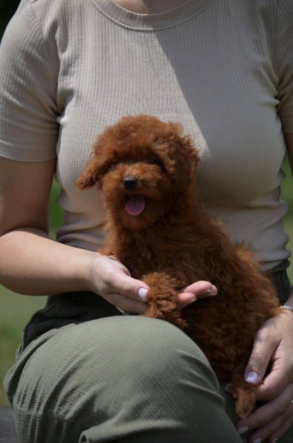 Toy poodle, female puppy