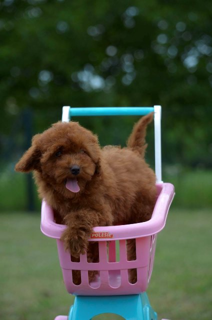 Toy poodle, female puppy