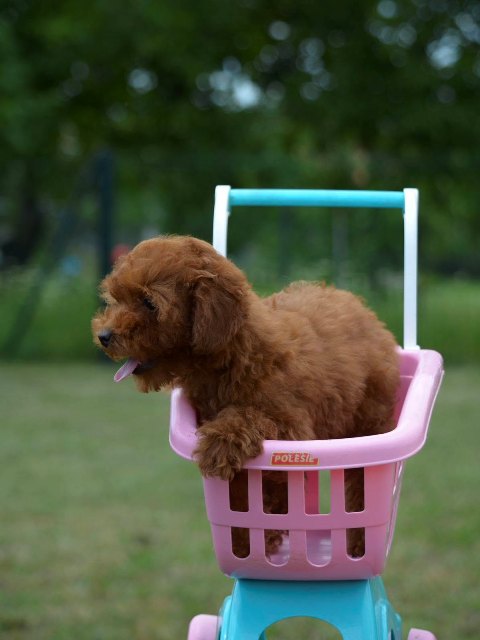 Toy poodle, female puppy