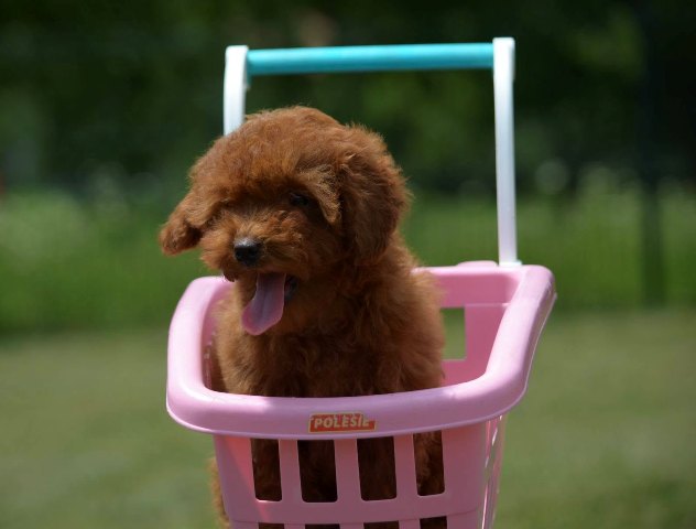 Toy poodle, female puppy