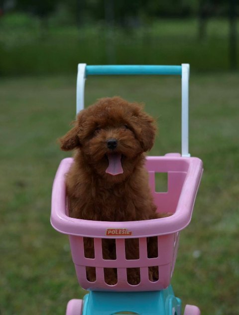 Toy poodle, female puppy