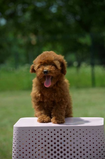 Toy poodle, female puppy