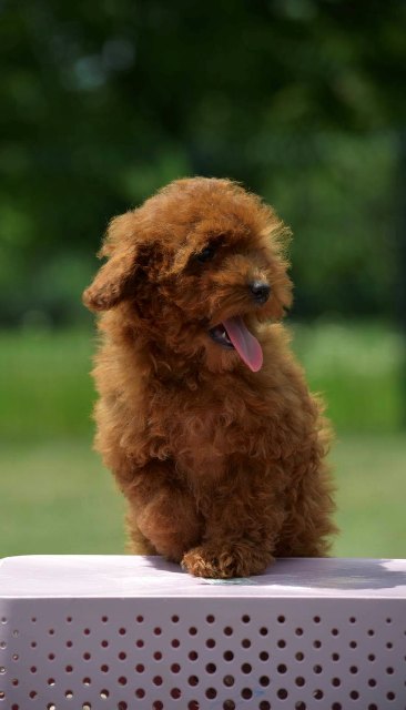 Toy poodle, female puppy