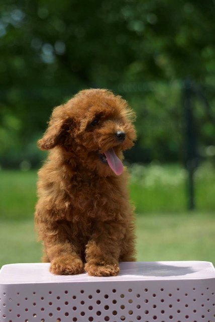 Toy poodle, female puppy