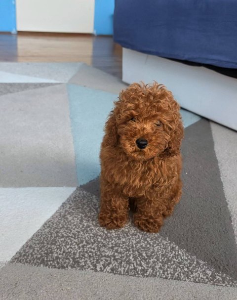 Red Toy Poodle puppies