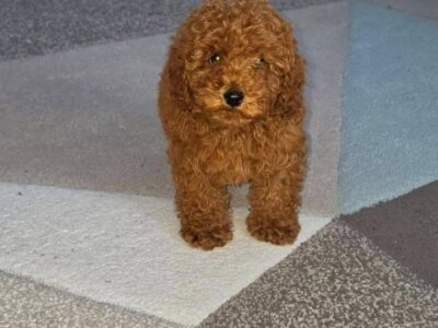 Red Toy Poodle puppies