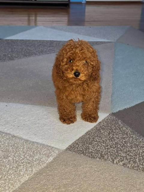 Red Toy Poodle puppies
