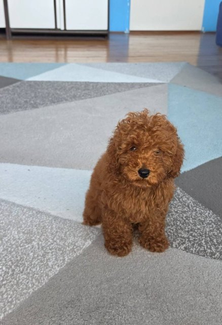 Red Toy Poodle puppies