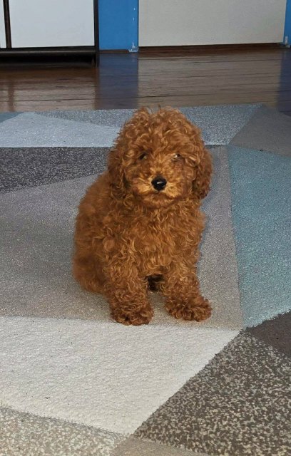 Red Toy Poodle puppies