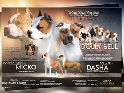 American Stafford puppies