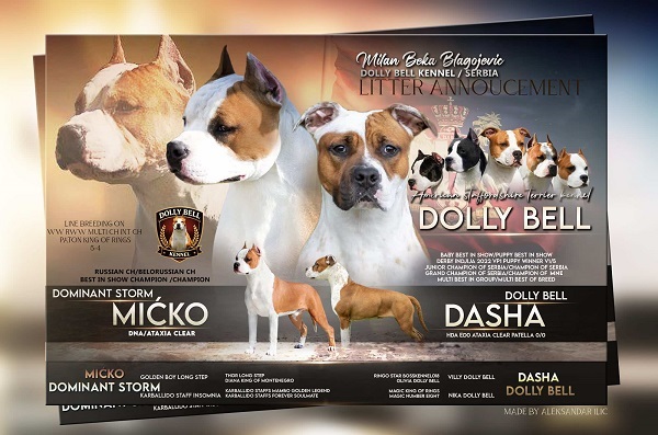 American Stafford puppies