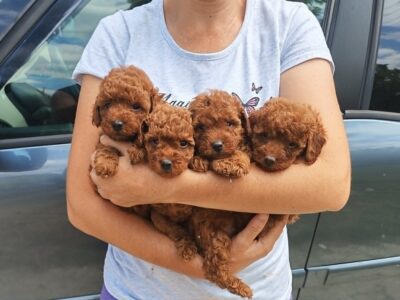 Red TOY POODLES