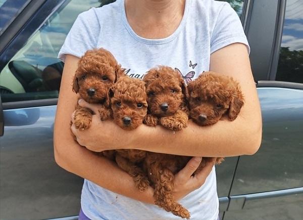 Red TOY POODLES