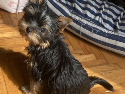 Miniature Yorkshire Terrier puppies
