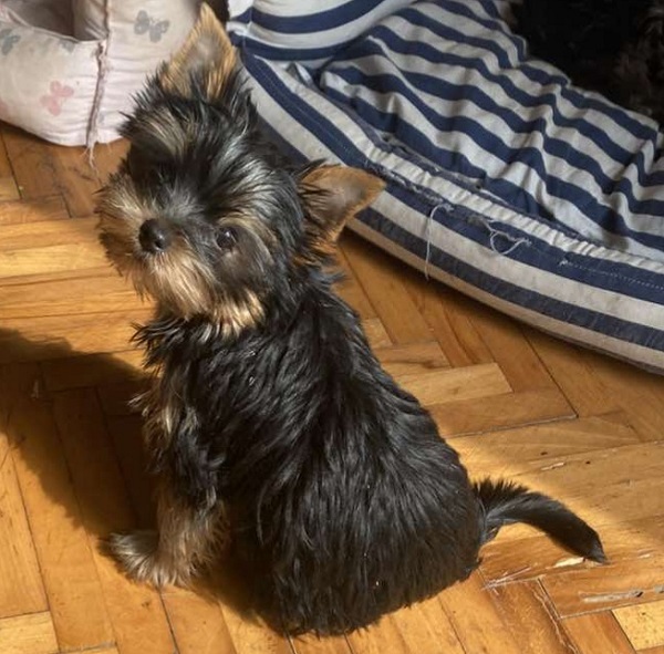 Miniature Yorkshire Terrier puppies
