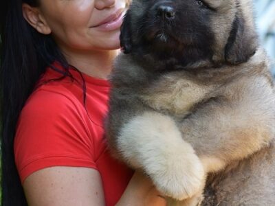 Caucasian shepherd