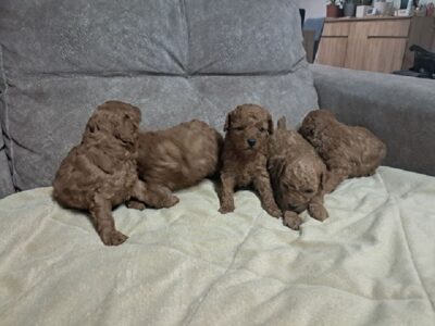Red Toy Poodle (Toy Poodle)