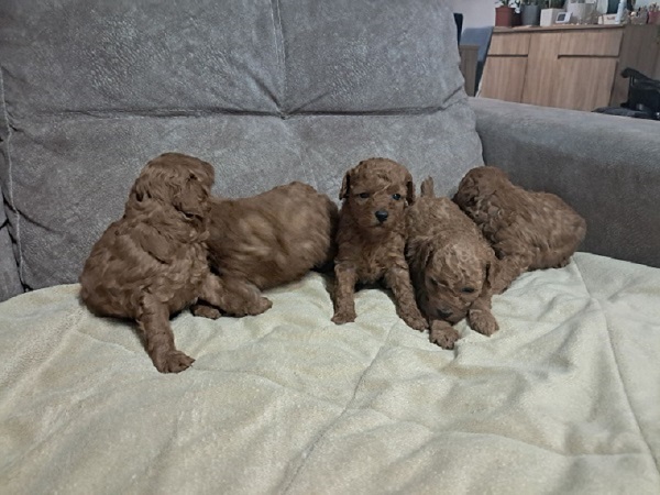 Red Toy Poodle (Toy Poodle)