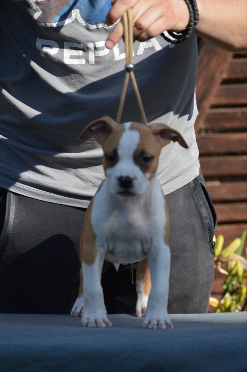American Stafford puppies