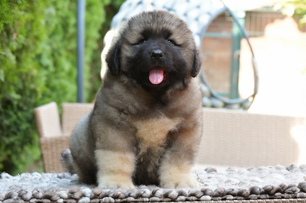 Caucasian shepherd