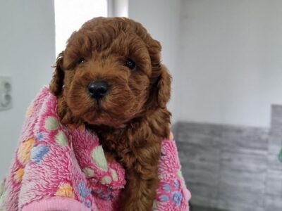 Red miniature poodle