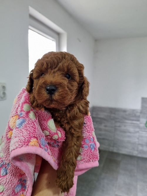 Red miniature poodle