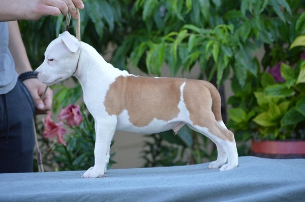 American Stafford puppies