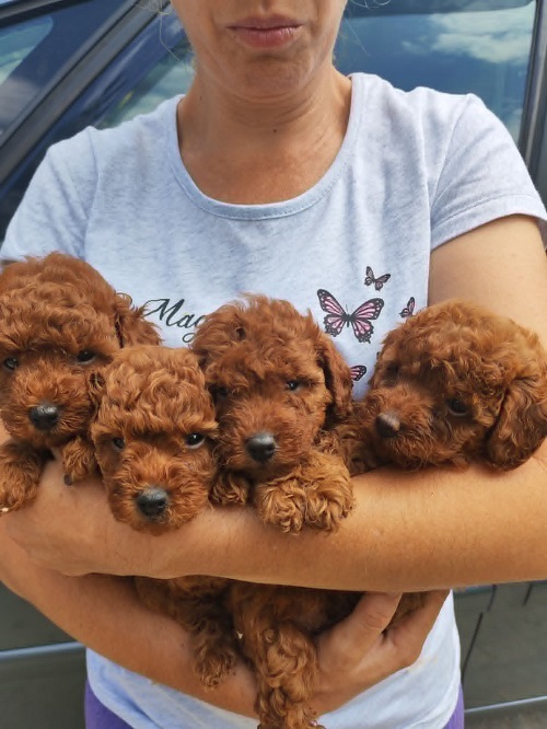 Red TOY POODLES