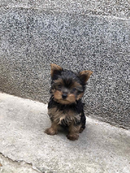 Miniature Yorkshire Terrier puppies