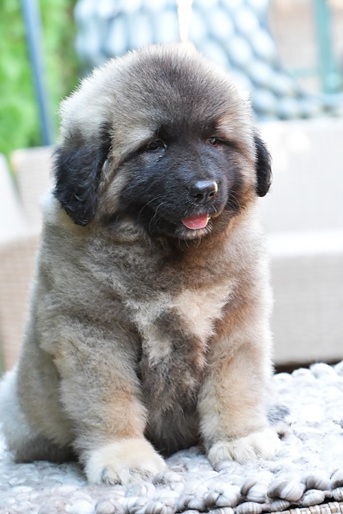 Caucasian shepherd