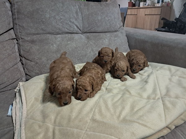 Red Toy Poodle (Toy Poodle)