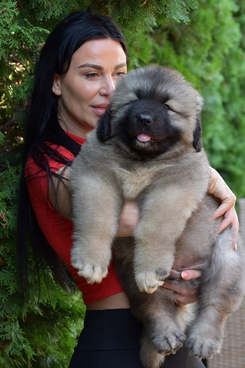 Caucasian shepherd