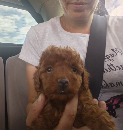Red TOY POODLES