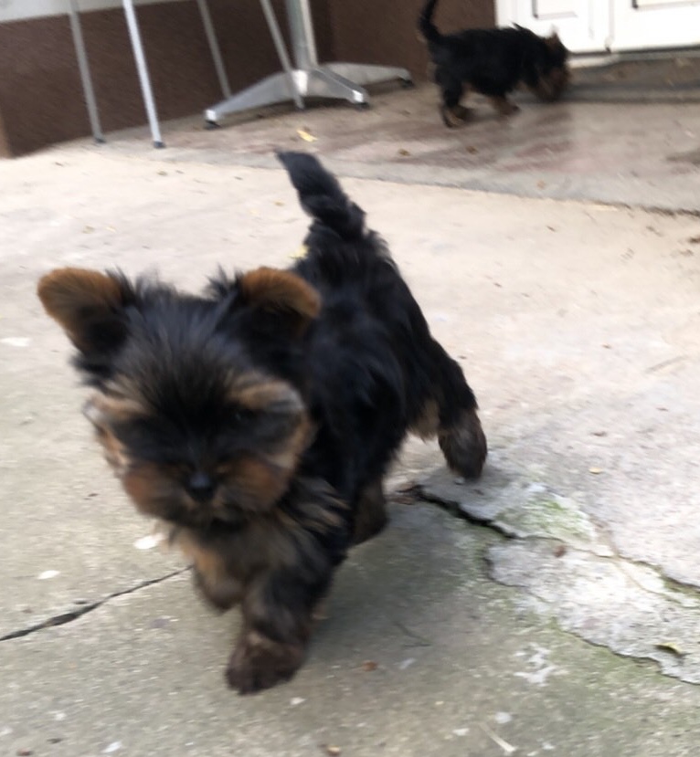Miniature Yorkshire Terrier puppies