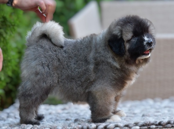 Caucasian shepherd