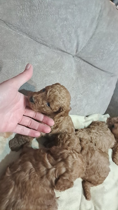 Red Toy Poodle (Toy Poodle)