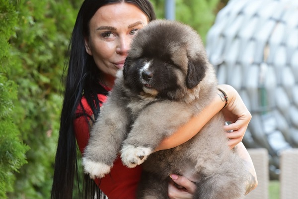 Caucasian shepherd