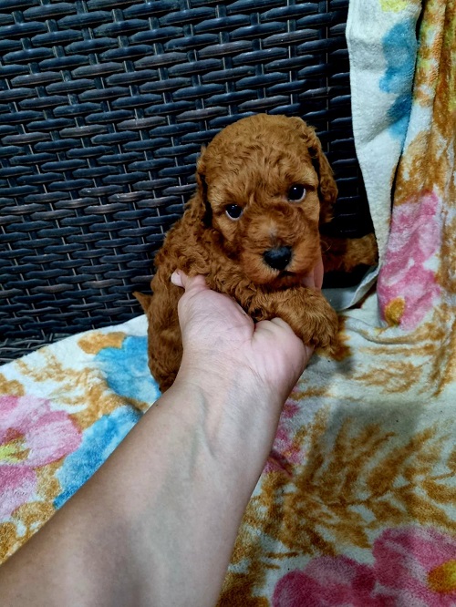 Red miniature poodle