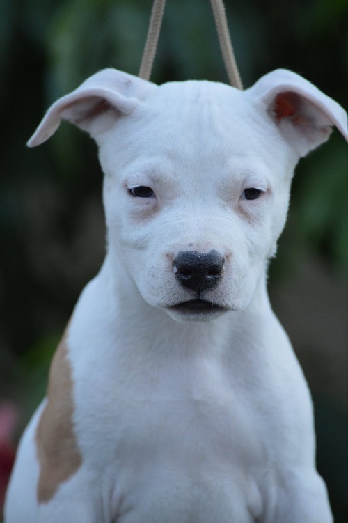 American Stafford puppies