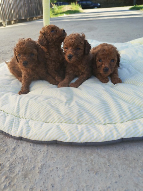 Red TOY POODLES