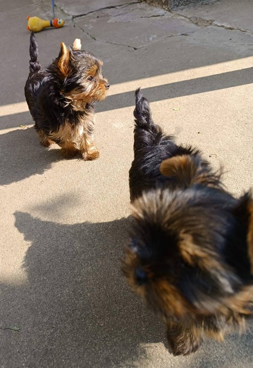 Miniature Yorkshire Terrier puppies
