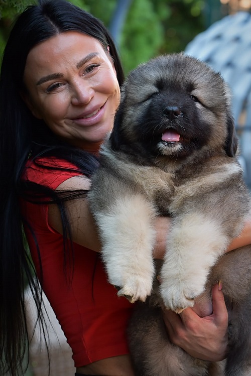Caucasian shepherd