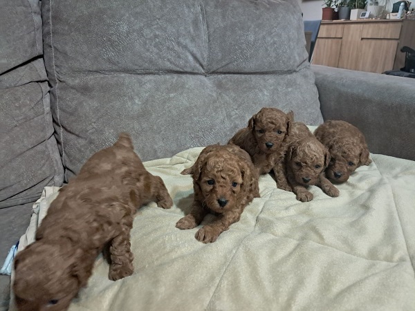 Red Toy Poodle (Toy Poodle)