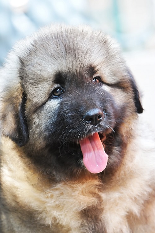 Caucasian shepherd