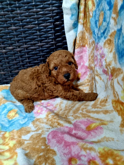Red miniature poodle
