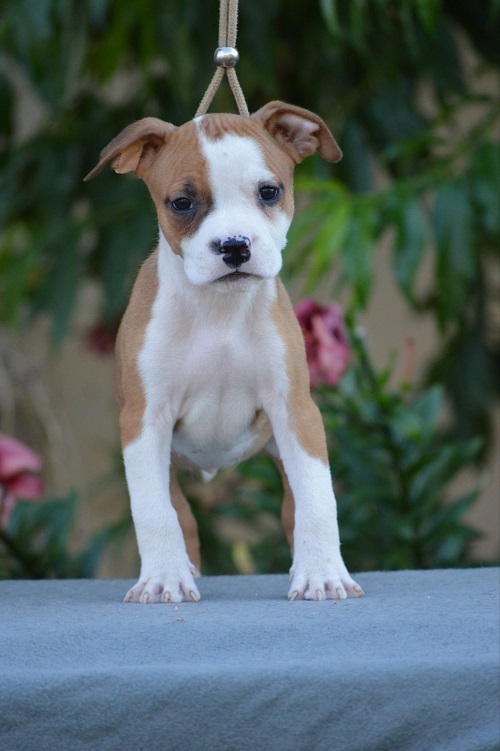 American Stafford puppies