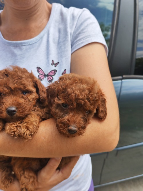 Red TOY POODLES
